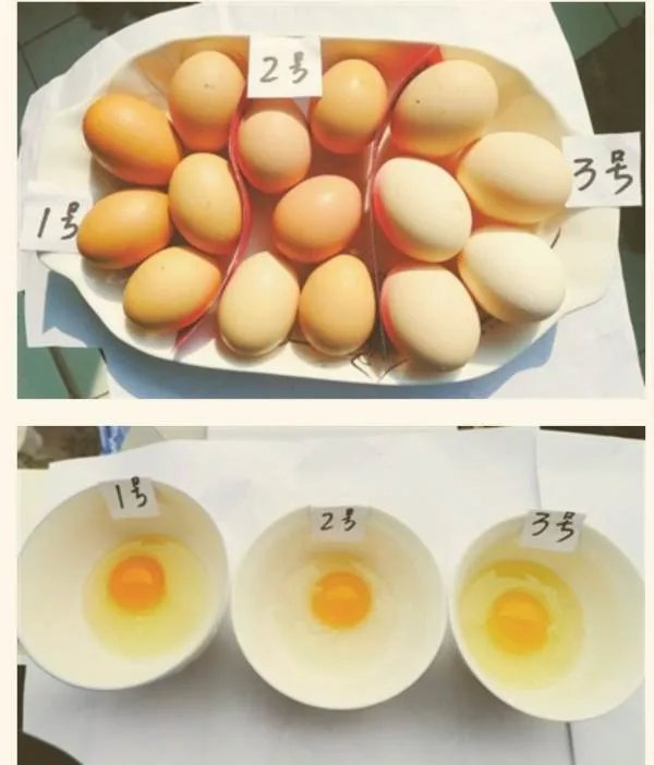 土鸡蛋和洋鸡蛋有什么区别