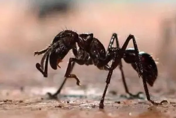 世界十大最强虫子