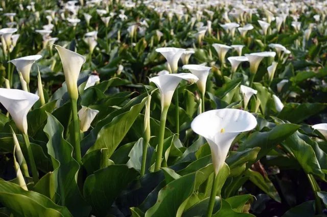 【台湾旅游景点大全】台湾八景 台湾热门景点 四季景观 各地景区