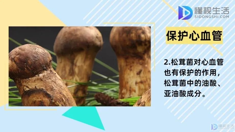 松茸菌的功效与作用及食用方法