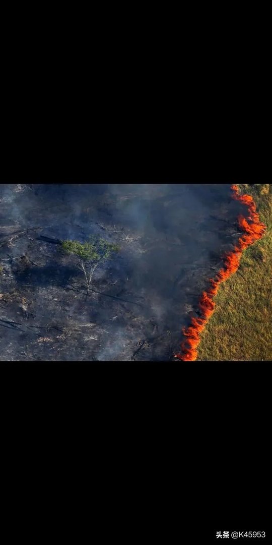 亚马逊森林大火的影响