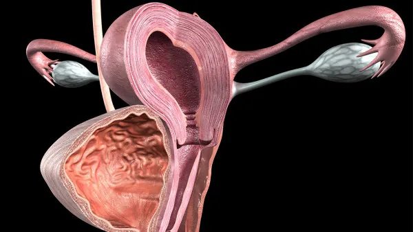 子宫后位影响怀孕吗