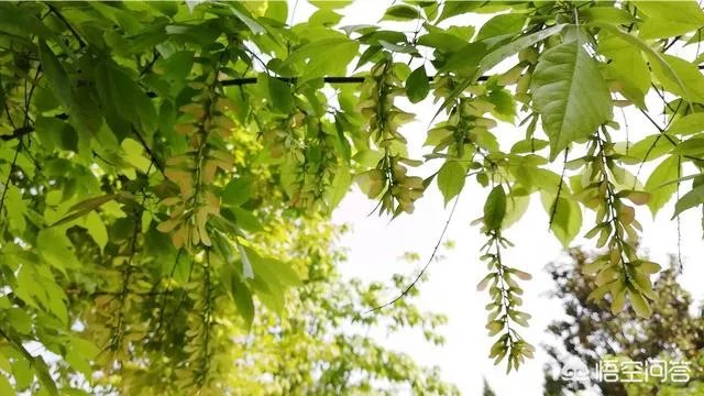 怎样区别白蜡和复叶槭？