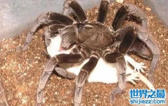蜢蜘是蜘蛛界的大长腿，张开爪子有38厘米 