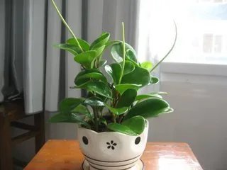 小家碧玉花适合卧室养吗?