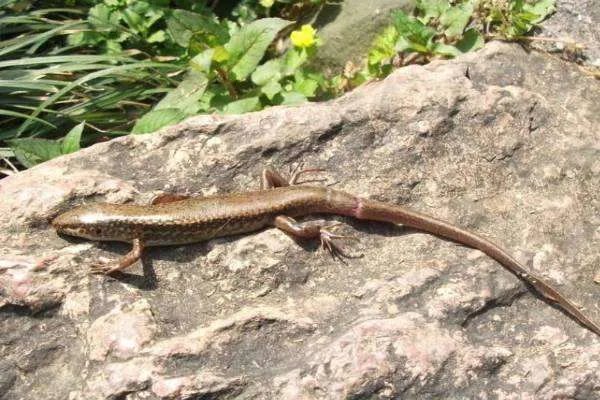 主播吃壁虎身亡，为什么现在那么多人，为了走红不管不顾？