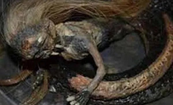 人头蛇身怪物之谜 恐怖变异生物震惊全球事件