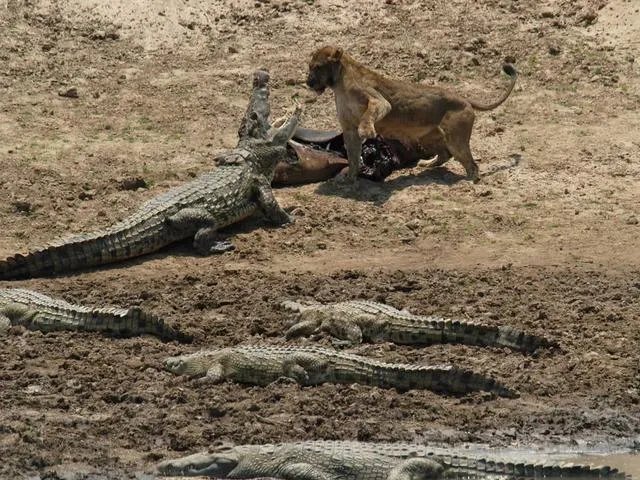 豹子为什么敢吃鳄鱼