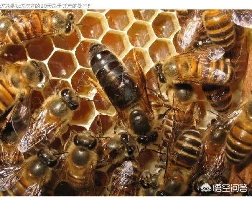 农村人自己养的蜂蜜怎么样？贵吗？