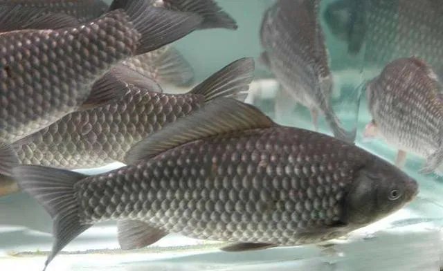 鱼塘随便放三四条小鲫鱼能繁殖越来越多吗？