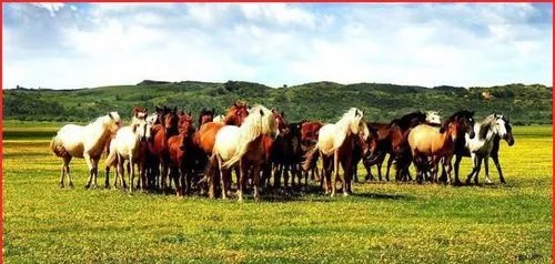 京西草原旅游攻略