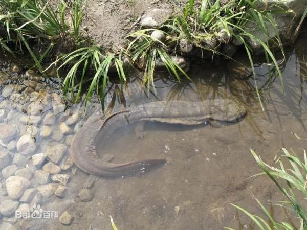 娃娃鱼是什么样子的图片