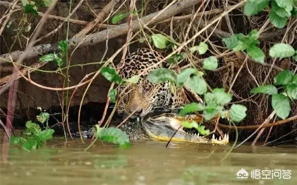 豹子为什么敢吃鳄鱼