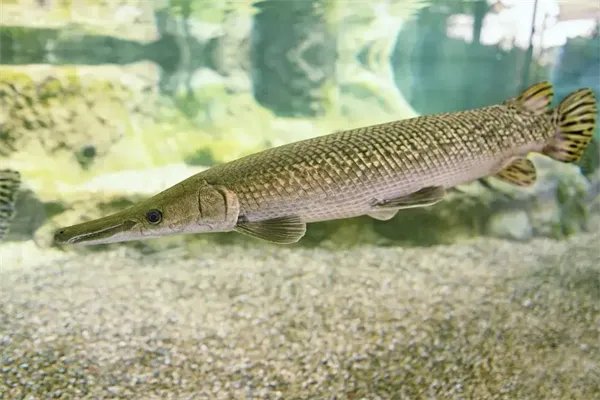 一名游客在中国古动物馆游览时被鱼缸里的鳄雀鳝咬伤,怎样做好规范管理?