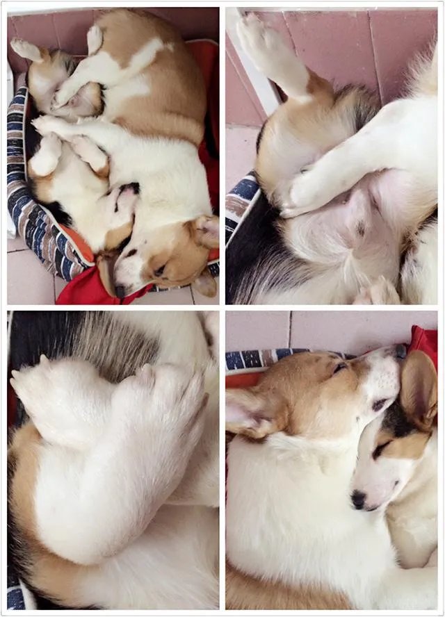 柯基5个月一天能跑多少公里