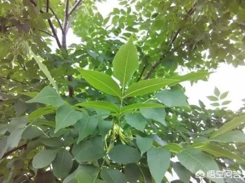 怎样区别白蜡和复叶槭？