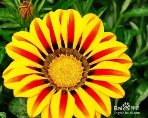 勋章花的养殖方法