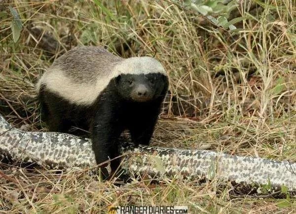 平头哥蜜獾到底有多强大？