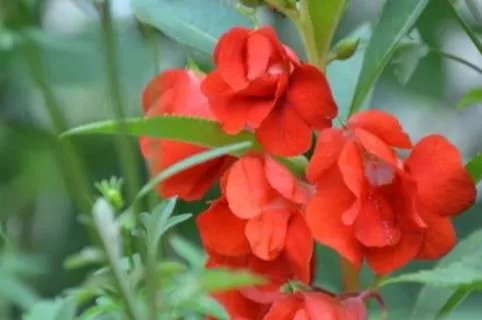 指甲花的学名叫什么 指甲花的学名百度百科