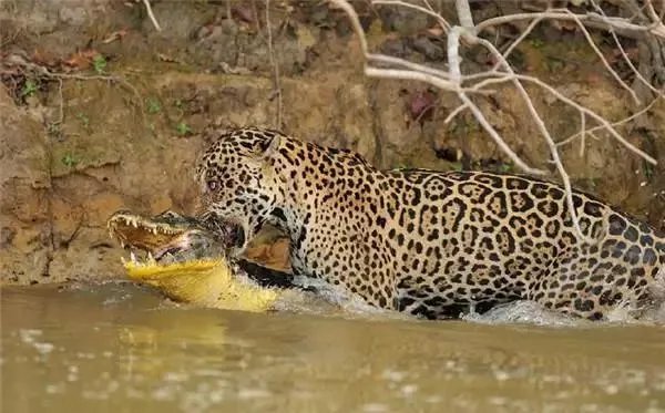 豹子为什么敢吃鳄鱼