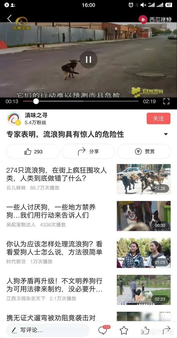 男子喂流浪狗却赔钱，这是怎么回事？