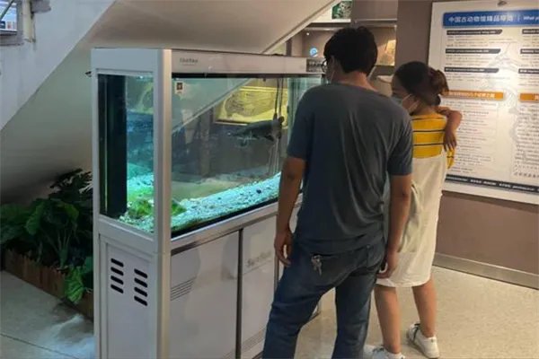 一名游客在中国古动物馆游览时被鱼缸里的鳄雀鳝咬伤，怎样做好规范管理？