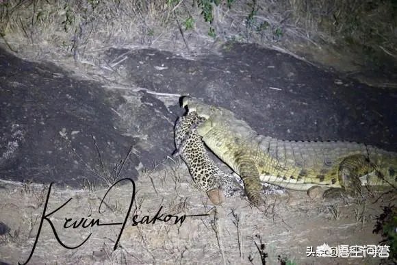 豹子为什么敢吃鳄鱼