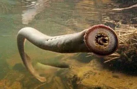 八目鳗鱼简介图片 八目鳗鱼能吃吗怎么吃