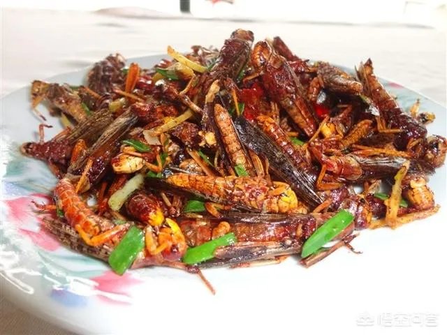 你认为农村养殖蝗虫前景怎么样?