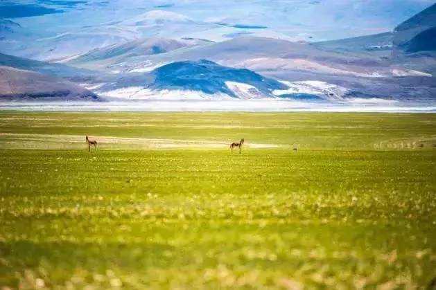 可可西里失联95后小伙已确认遇难，今年已两起会封区吗？