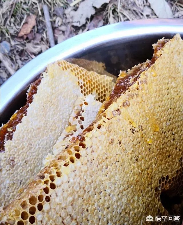 农村人自己养的蜂蜜怎么样？贵吗？