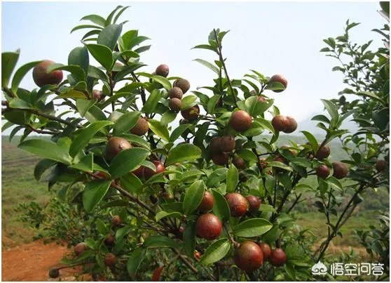 什么价格能买到真的良种油茶苗？