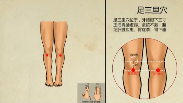 足三里穴准确位置图