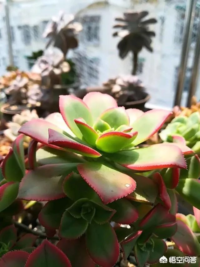 不同的多肉植物，在度夏时，有什么区别吗？