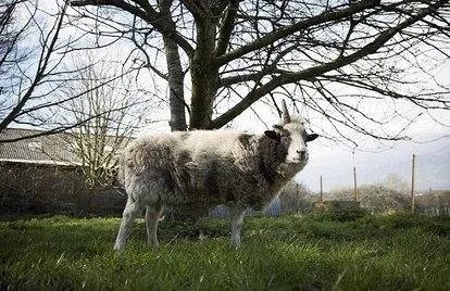 世界上最贵的羊332万元成交,这只羊为何这么贵?