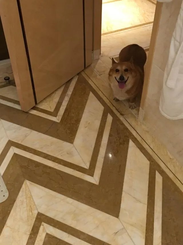 柯基5个月一天能跑多少公里