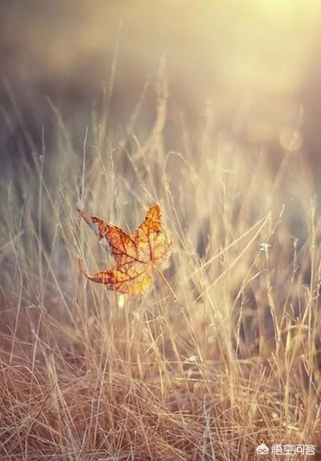 立秋写一首小诗