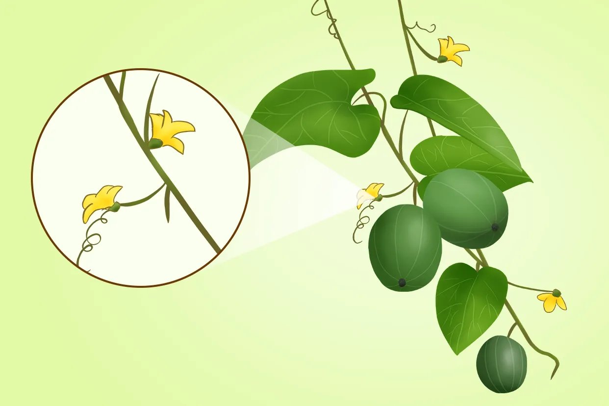 罗汉果图片大全大图