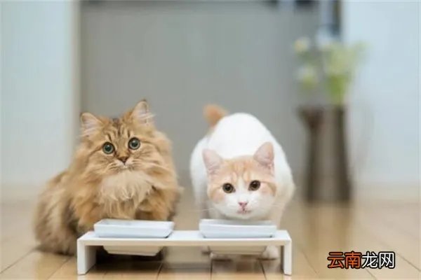 为什么好多人被猫抓不打疫苗