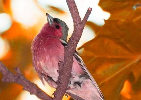 杜鹃啼血的典故