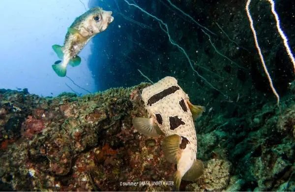 为什么潜水时不能触摸海洋生物？