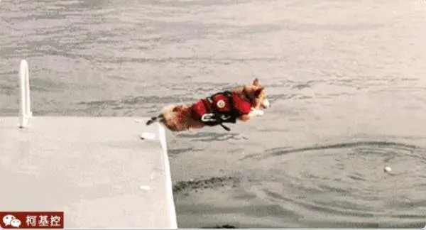 柯基5个月一天能跑多少公里