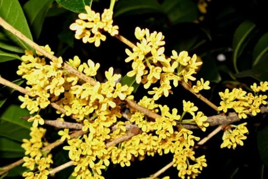 桂花几月开 不同品种的桂花开花时间是怎样的