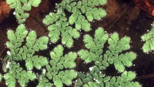 世界上最小的花,无根萍开出的花仅针眼大