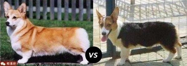 柯基5个月一天能跑多少公里