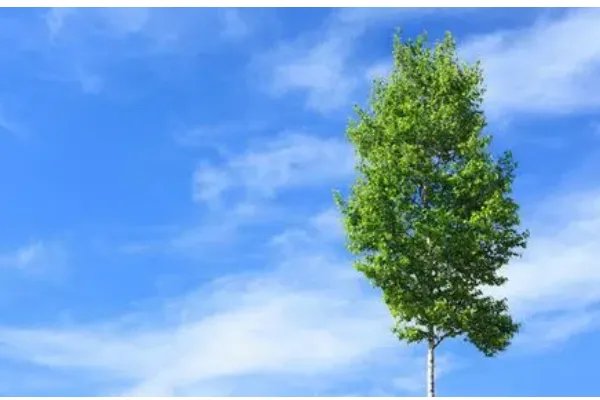 fineday是什么意思