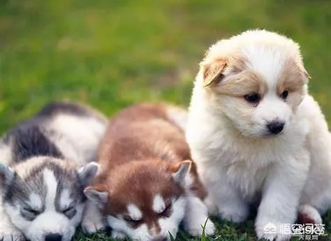 学宠物美容以后就可以自己开店吗？有哪些建议？