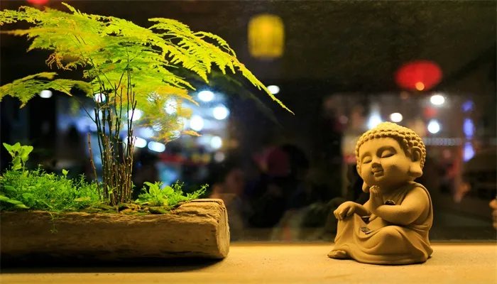 文竹怎么修剪 文竹的修剪方法