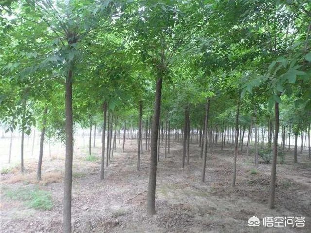 怎样区别白蜡和复叶槭？