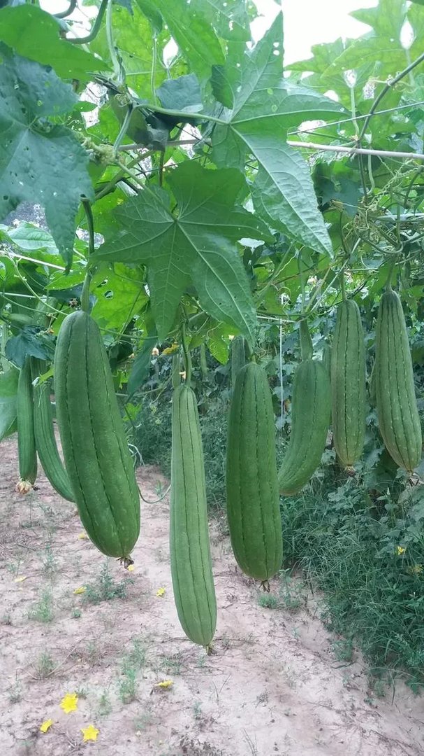 立定跳远世界纪录是多少？